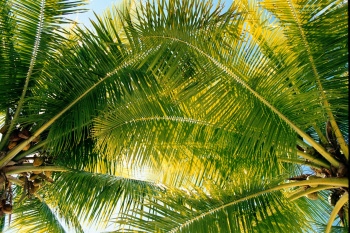 Photo of coconut palms at Rangiroa